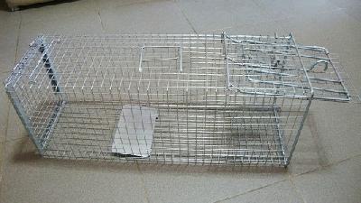 Kedi Yakalama Kafesi